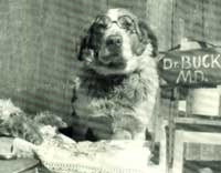Choosing a Vet